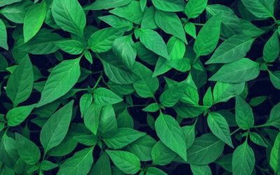 How Green is Solar Energy