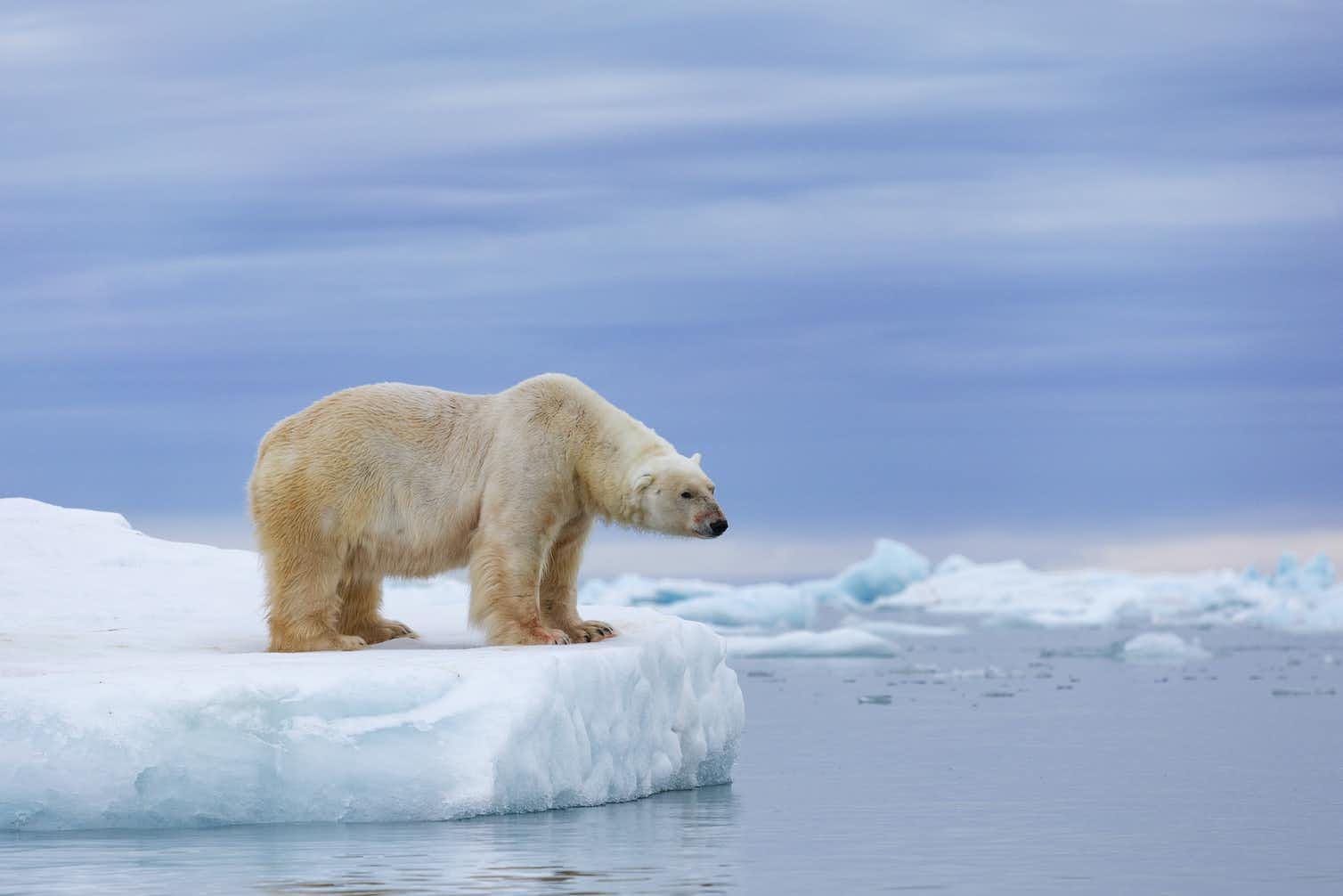 5f5986ce28b1d904c80f31b8_polar bear